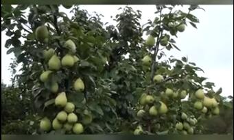 龙润丰（中文）
